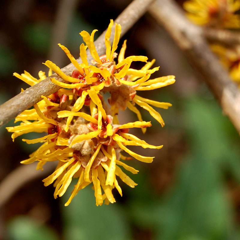 Benefits And Uses Of Witch Hazel